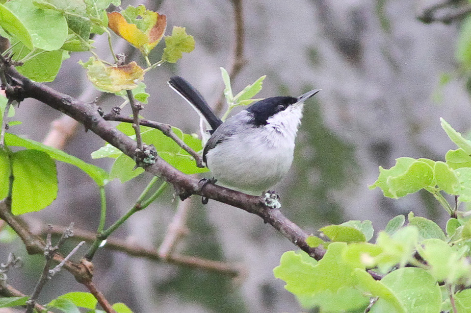 image Tropical Gnatcatcher